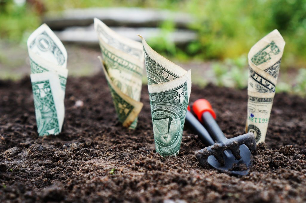 Dollar bills planted in a garden